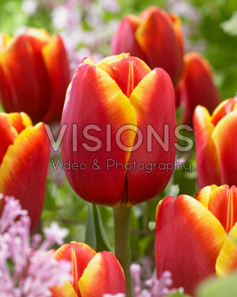 Tulipa Tropicana Tulipa Tropicana