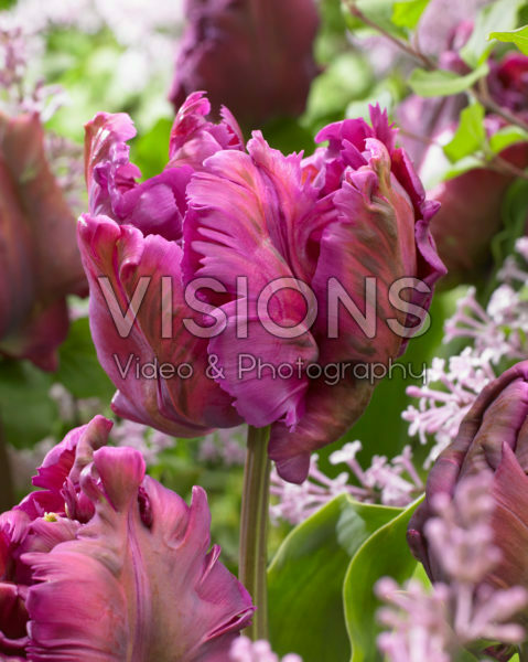 Tulipa Secret Parrot Tulipa Secret Parrot