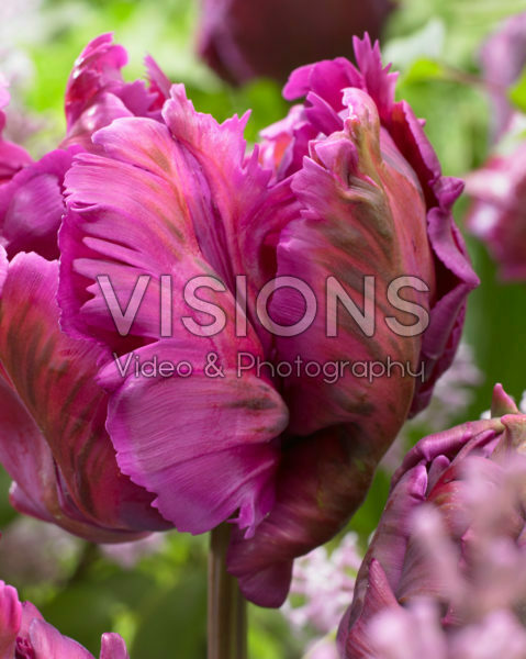 Tulipa Secret Parrot