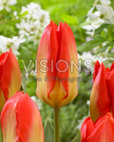 Tulipa Candela Festival Tulipa Candela Festival