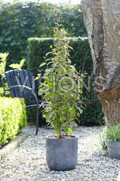 Parrotia persica Persian Spire Parrotia persica Persian Spire