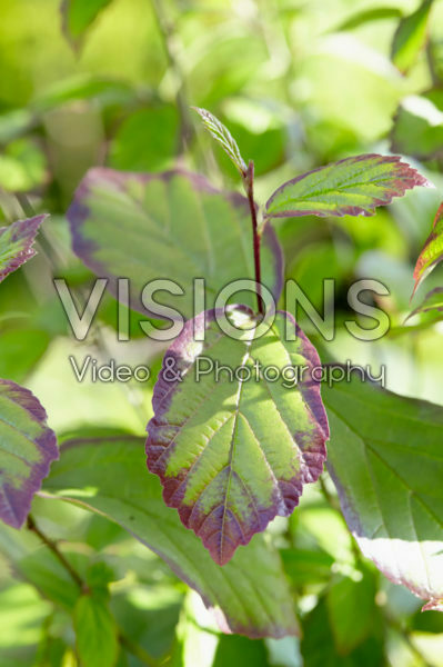 Parrotia persica Persian Spire