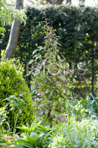 Parrotia persica Persian Spire Parrotia persica Persian Spire