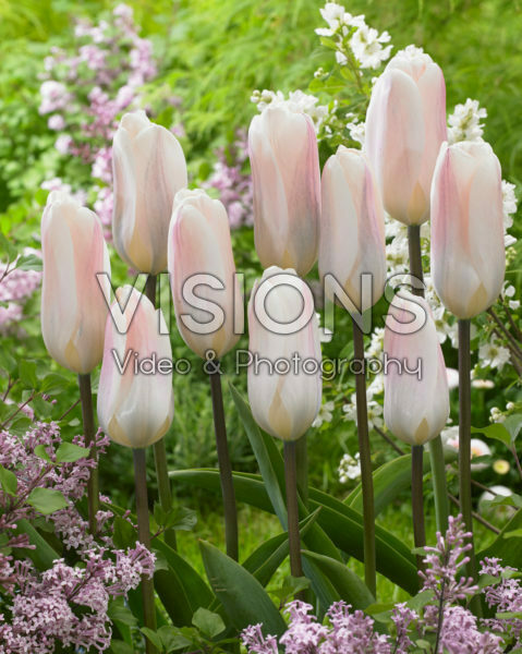 Tulipa Fremont Tulipa Fremont