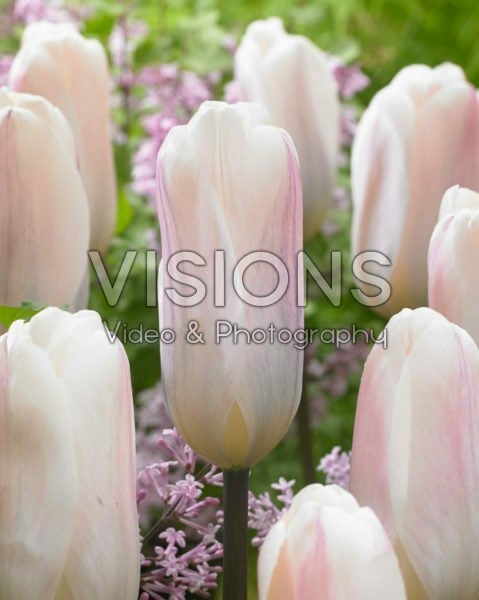 Tulipa Fremont Tulipa Fremont