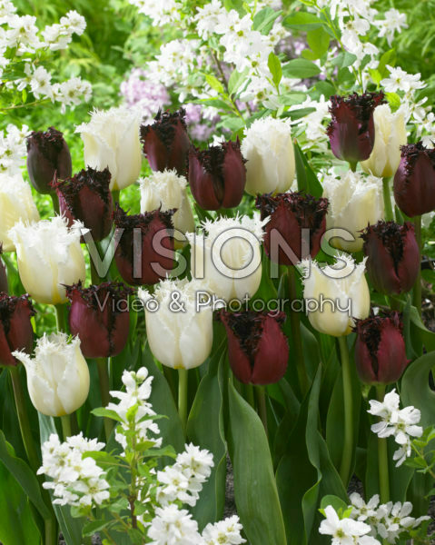 Tulipa Labrador, North Pole Tulipa Labrador, North Pole