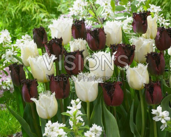 Tulipa Labrador, North Pole Tulipa Labrador, North Pole