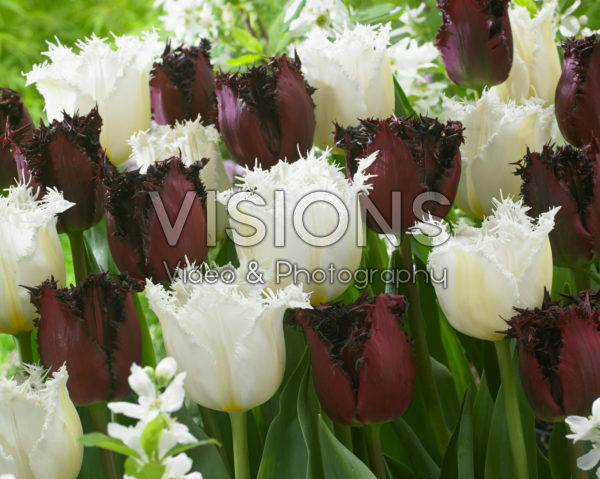 Tulipa Labrador, North Pole Tulipa Labrador, North Pole