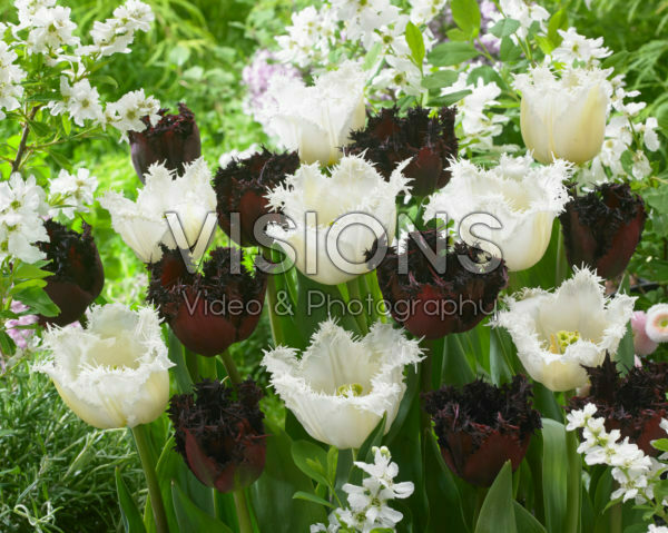 Tulipa Labrador, North Pole Tulipa Labrador, North Pole