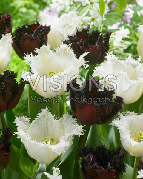 Tulipa Labrador, North Pole Tulipa Labrador, North Pole