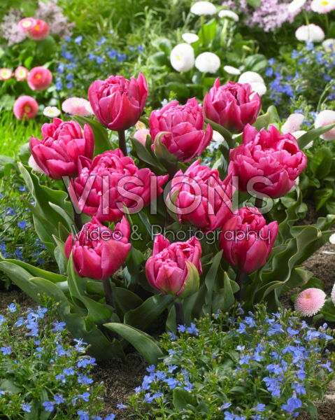 Tulipa Shopper
