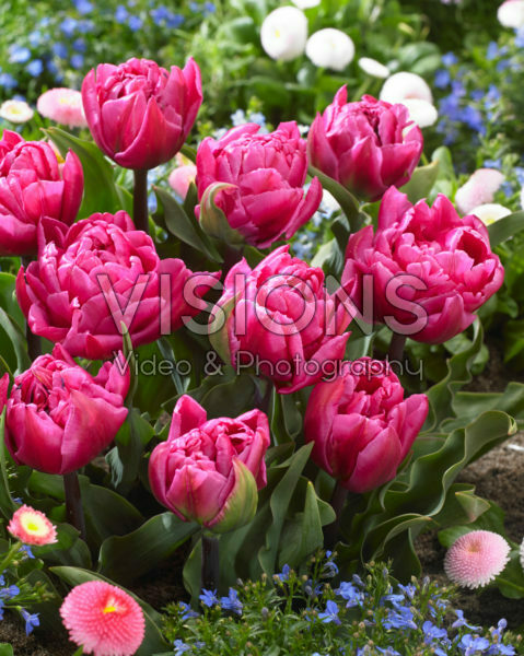 Tulipa Shopper