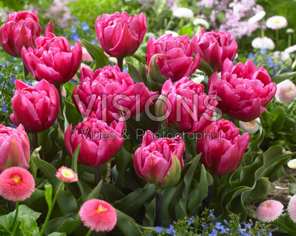 Tulipa Shopper