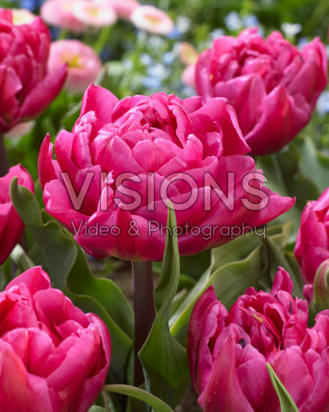 Tulipa Shopper Tulipa Shopper