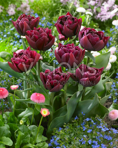 Tulipa Alison Bradley Tulipa Alison Bradley
