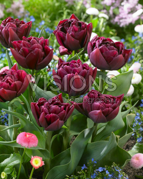 Tulipa Alison Bradley