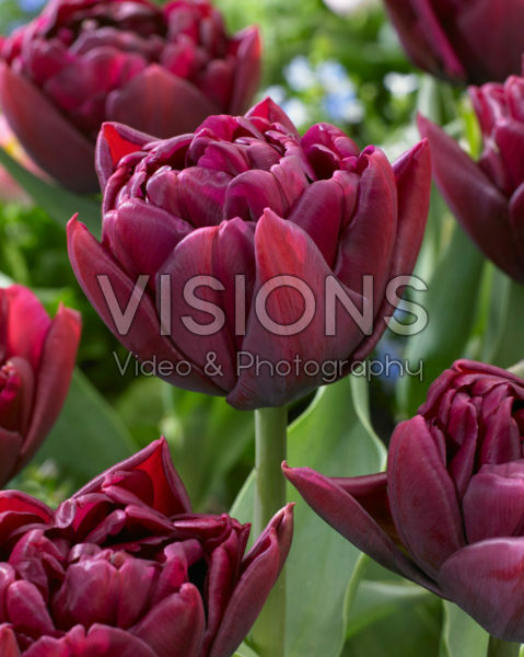 Tulipa Alison Bradley