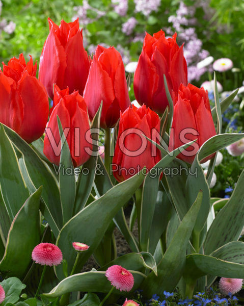 Tulipa Rob Verlinden