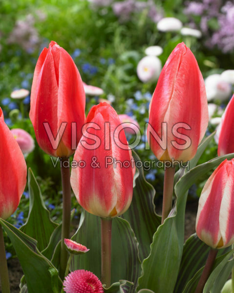 Tulipa George