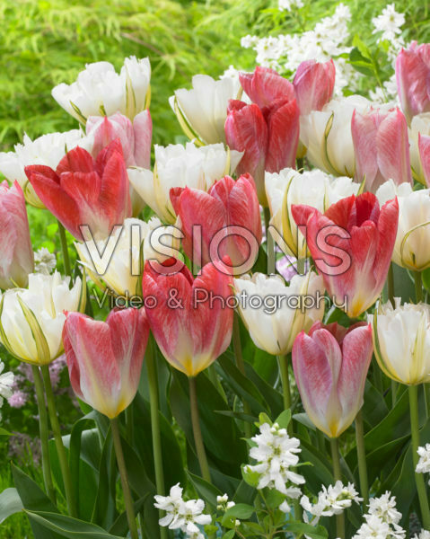 Tulipa White Valley, Flaming Purissima Tulipa White Valley, Flaming Purissima