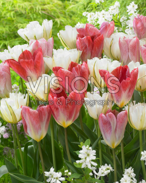 Tulipa White Valley, Flaming Purissima Tulipa White Valley, Flaming Purissima