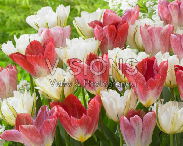 Tulipa White Valley, Flaming Purissima Tulipa White Valley, Flaming Purissima