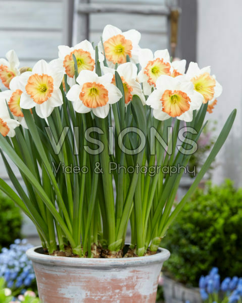 Narcissus Stef van Kampen Narcissus Stef van Kampen