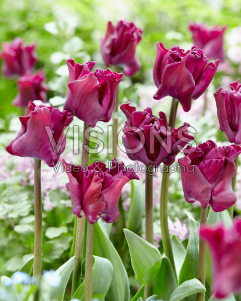 Tulipa Crown of Negrita Tulipa Crown of Negrita