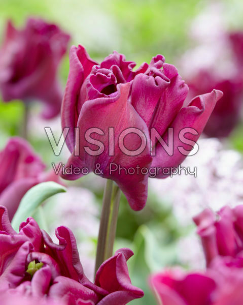 Tulipa Crown of Negrita Tulipa Crown of Negrita