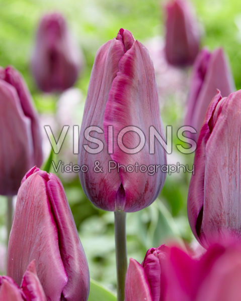 Tulipa Deep Purple Tulipa Deep Purple
