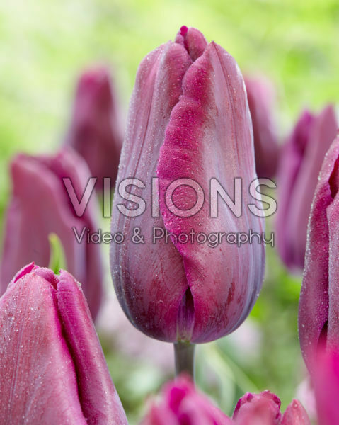 Tulipa Deep Purple Tulipa Deep Purple