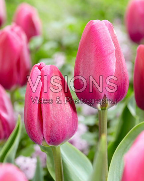 Tulipa Prime Time Tulipa Prime Time