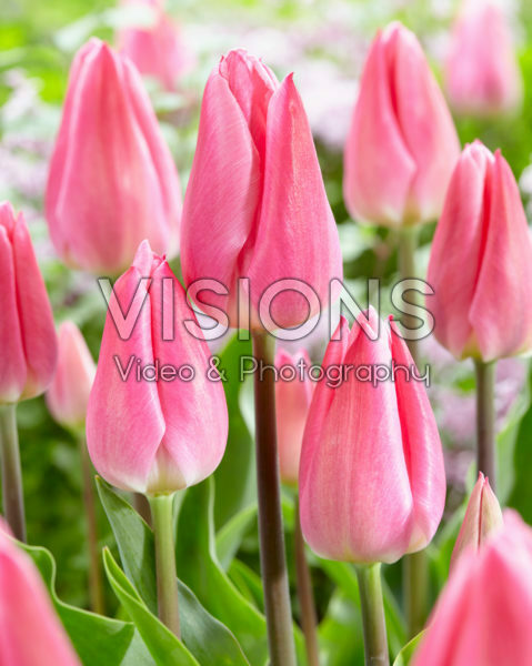 Tulipa Christmas Dream