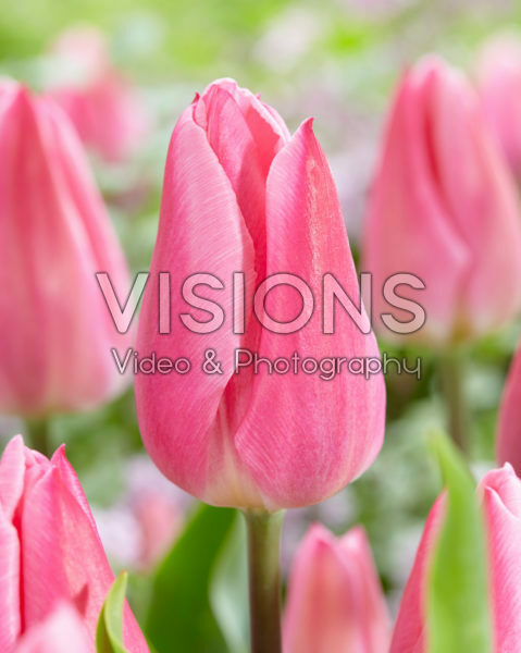 Tulipa Christmas Dream Tulipa Christmas Dream