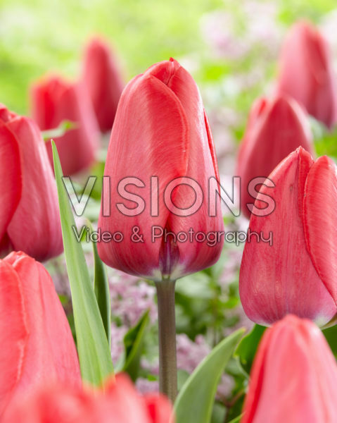 Tulipa Topgun Tulipa Topgun