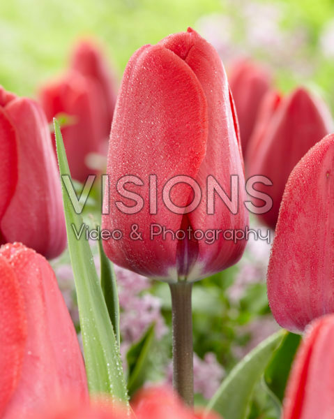 Tulipa Topgun Tulipa Topgun
