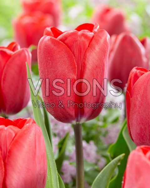 Tulipa Topgun