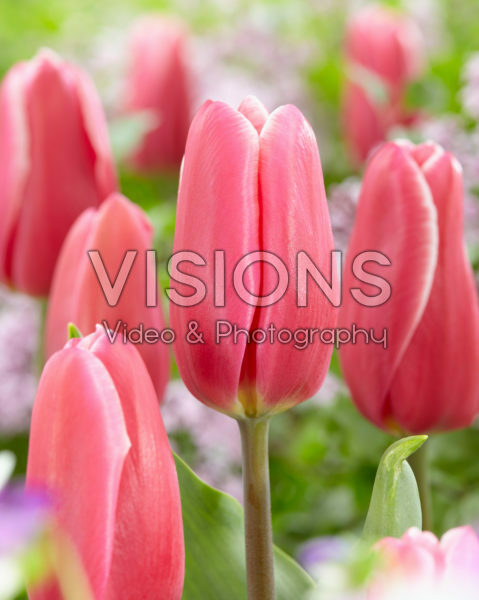 Tulipa Orlenda Tulipa Orlenda