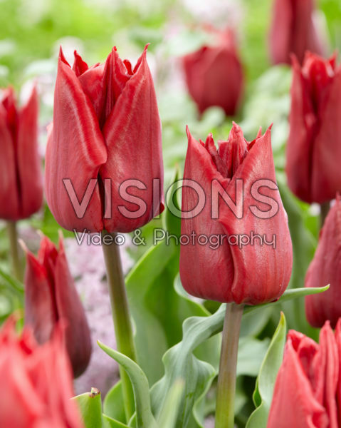 Tulipa Robin Hood