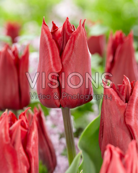 Tulipa Robin Hood Tulipa Robin Hood