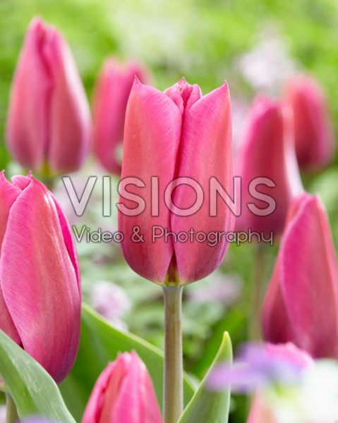 Tulipa Kisha Tulipa Kisha