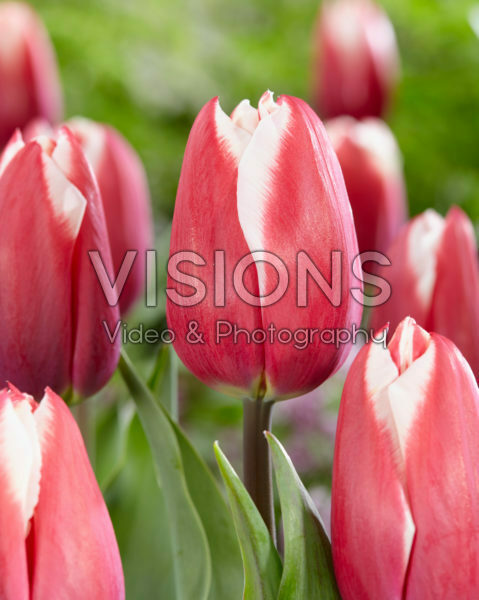 Tulipa Yolly Tulipa Yolly