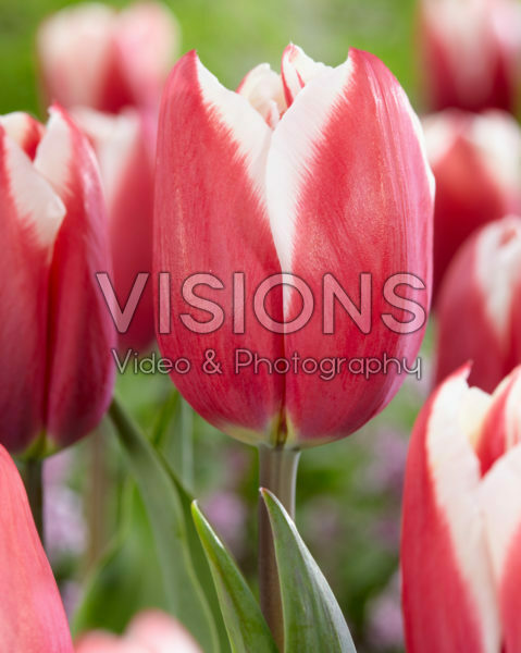 Tulipa Yolly