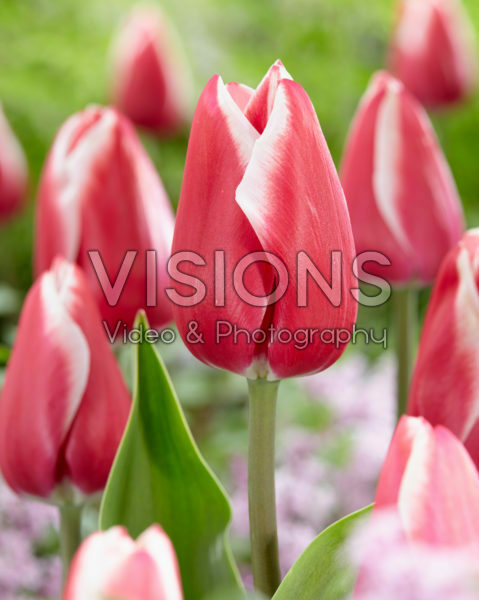 Tulipa Annemarie Tulipa Annemarie