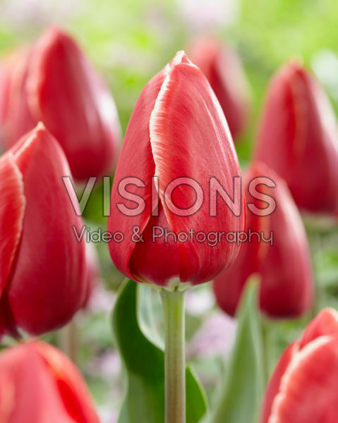Tulipa Tirana Tulipa Tirana