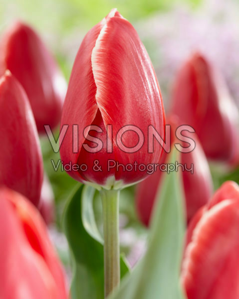 Tulipa Tirana Tulipa Tirana