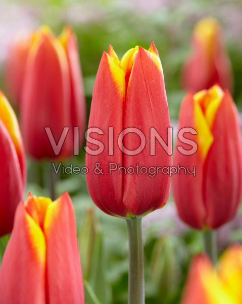 Tulipa Illusionist