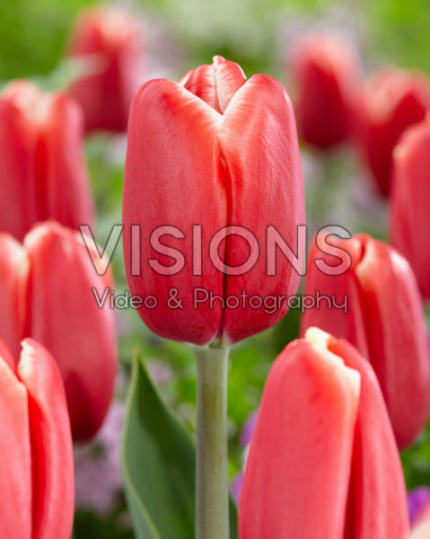Tulipa Skycruiser Tulipa Skycruiser