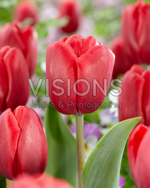 Tulipa Zorro Tulipa Zorro