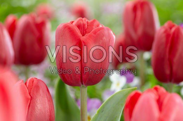Tulipa Zorro